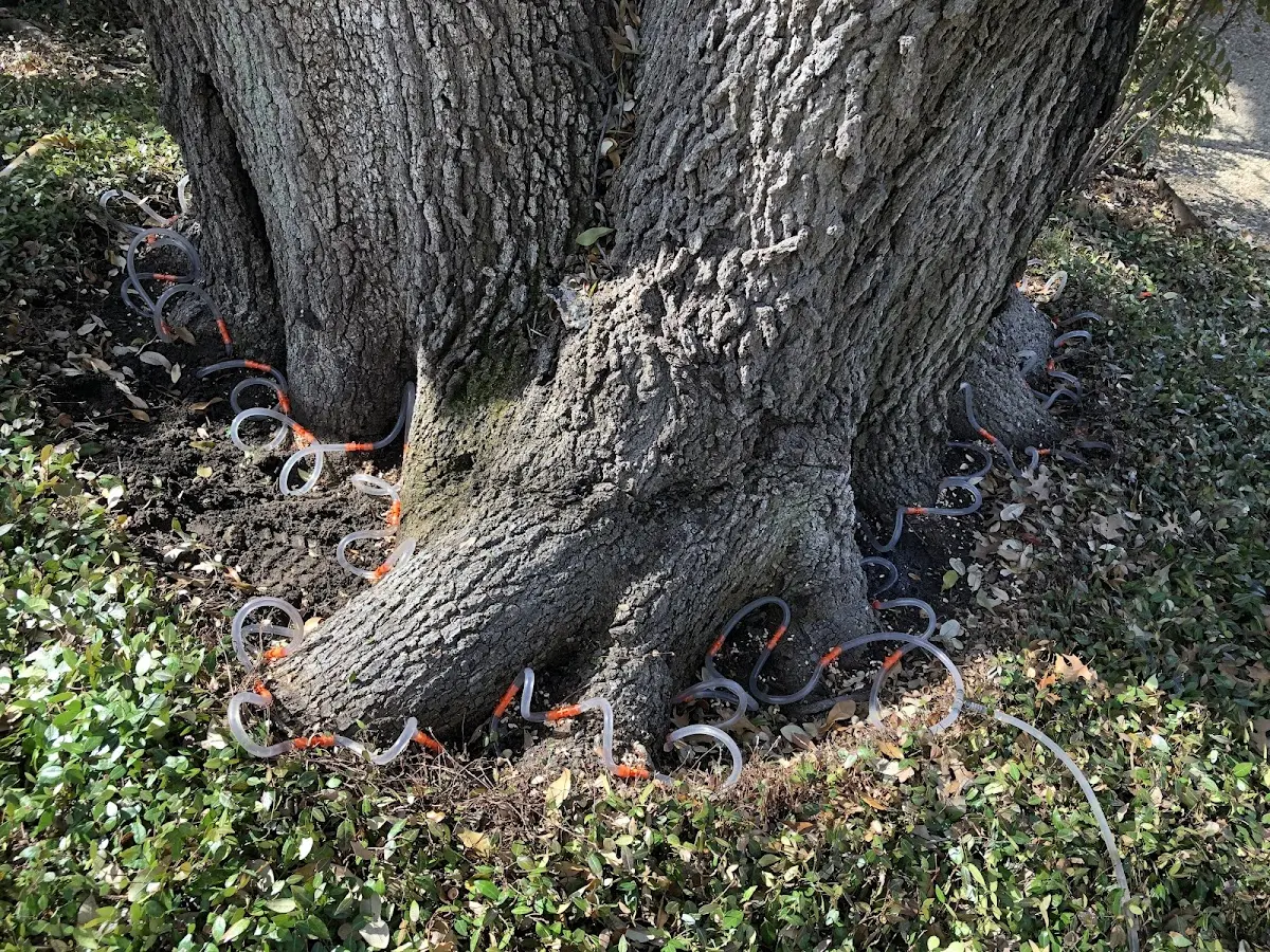Detailed Tree Cabling and Bracing job site in Fayette